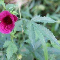 Hibiscus radiatus Cav.